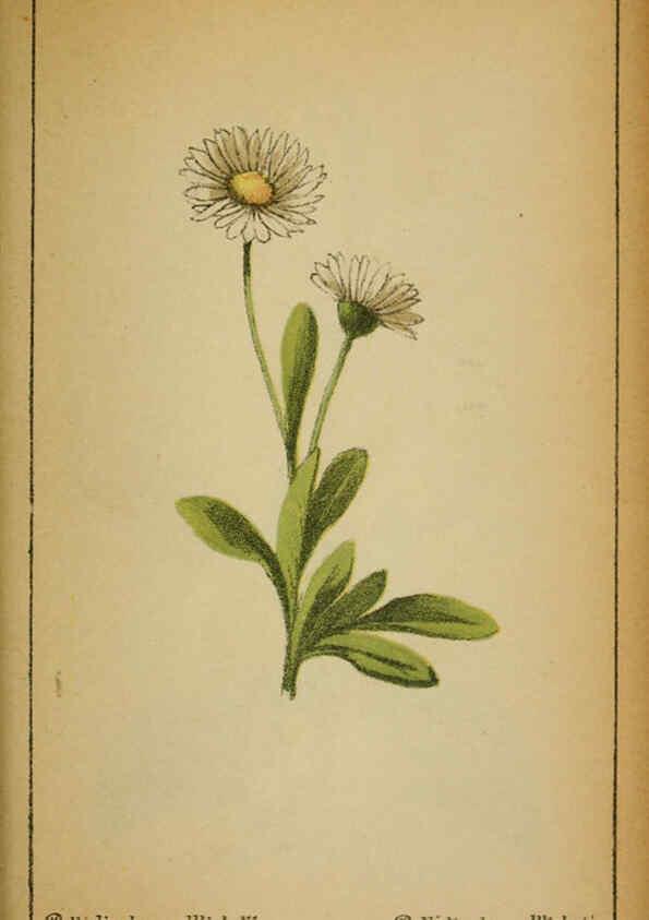 Reproducción/Reproduction 6031668879: Choix de plantes de l'Europe centrale et particulièrement de la Suisse et de la Savoie Genève,F. Richard,1878