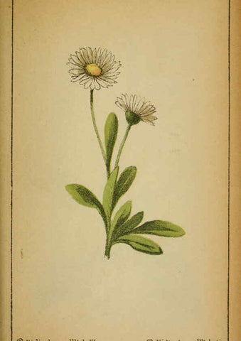 Reproducción/Reproduction 6031668879: Choix de plantes de l'Europe centrale et particulièrement de la Suisse et de la Savoie Genève,F. Richard,1878