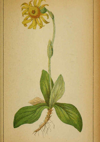 Reproducción/Reproduction 6032227532: Choix de plantes de l'Europe centrale et particulièrement de la Suisse et de la Savoie Genève,F. Richard,1878