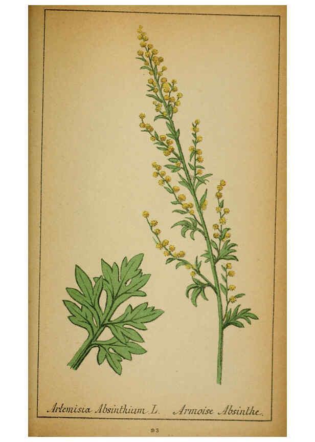 Reproducción/Reproduction 6031669249: Choix de plantes de l'Europe centrale et particulièrement de la Suisse et de la Savoie Genève,F. Richard,1878