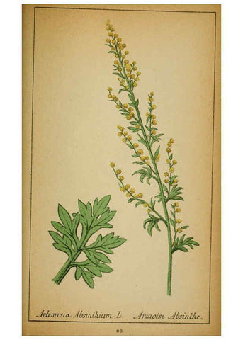 Reproducción/Reproduction 6031669249: Choix de plantes de l'Europe centrale et particulièrement de la Suisse et de la Savoie Genève,F. Richard,1878