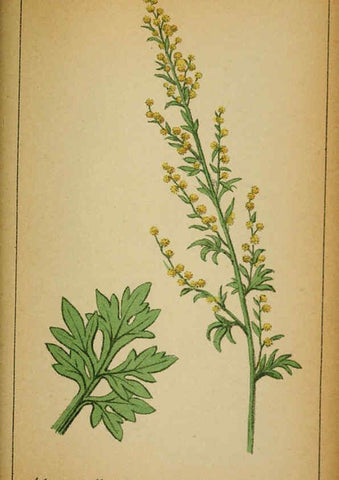 Reproducción/Reproduction 6031669249: Choix de plantes de l'Europe centrale et particulièrement de la Suisse et de la Savoie Genève,F. Richard,1878