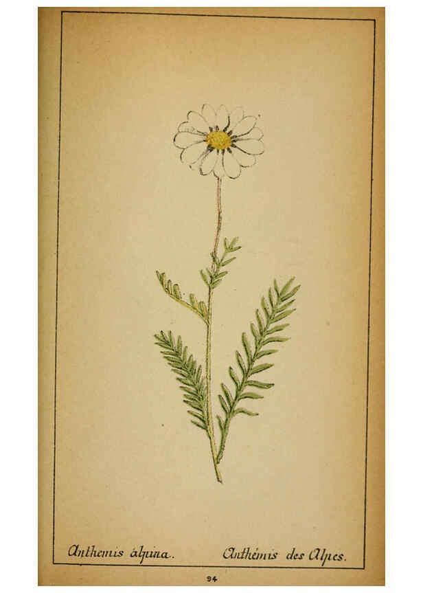 Reproducción/Reproduction 6032227902: Choix de plantes de l'Europe centrale et particulièrement de la Suisse et de la Savoie Genève,F. Richard,1878