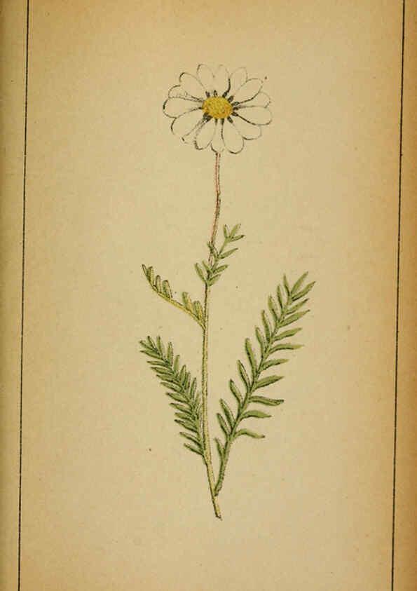 Reproducción/Reproduction 6032227902: Choix de plantes de l'Europe centrale et particulièrement de la Suisse et de la Savoie Genève,F. Richard,1878