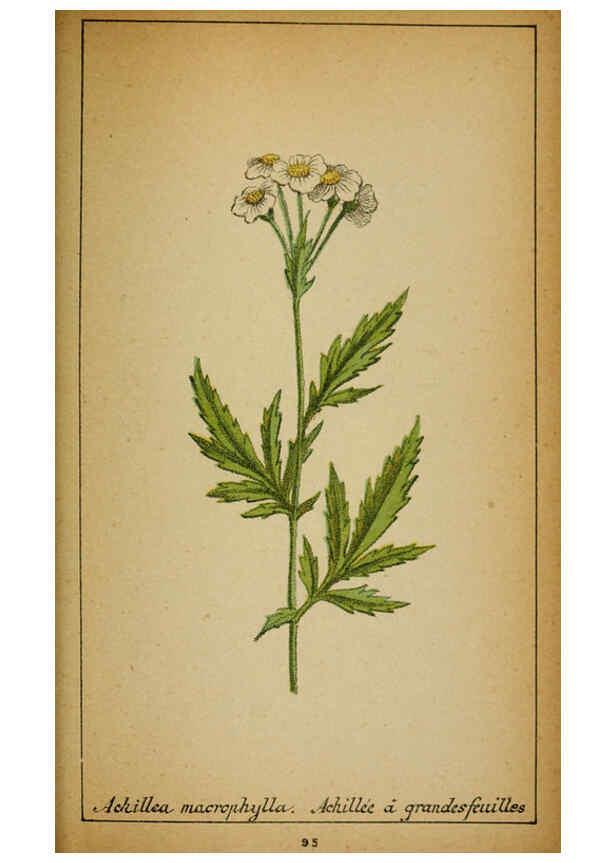 Reproducción/Reproduction 6031669751: Choix de plantes de l'Europe centrale et particulièrement de la Suisse et de la Savoie Genève,F. Richard,1878