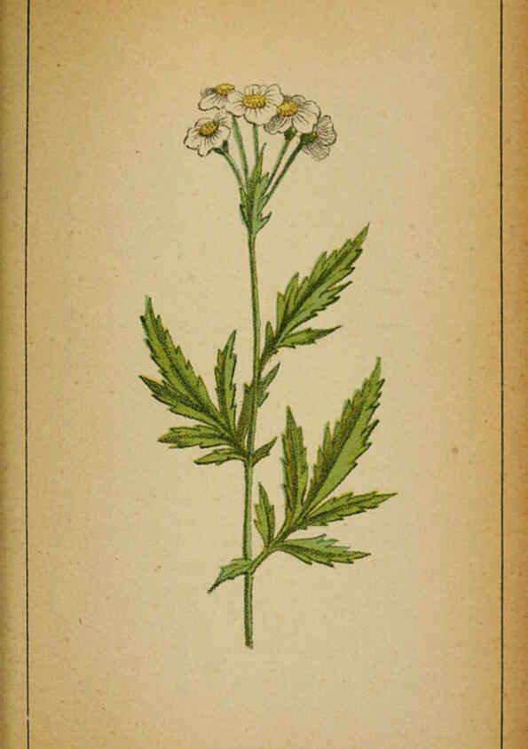 Reproducción/Reproduction 6031669751: Choix de plantes de l'Europe centrale et particulièrement de la Suisse et de la Savoie Genève,F. Richard,1878