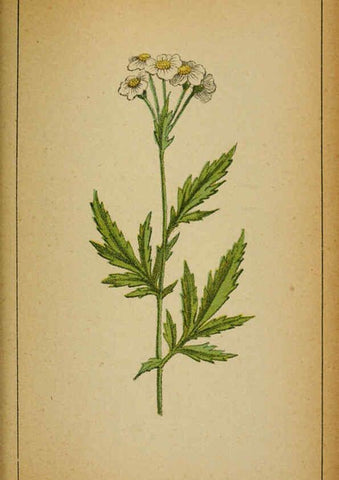 Reproducción/Reproduction 6031669751: Choix de plantes de l'Europe centrale et particulièrement de la Suisse et de la Savoie Genève,F. Richard,1878
