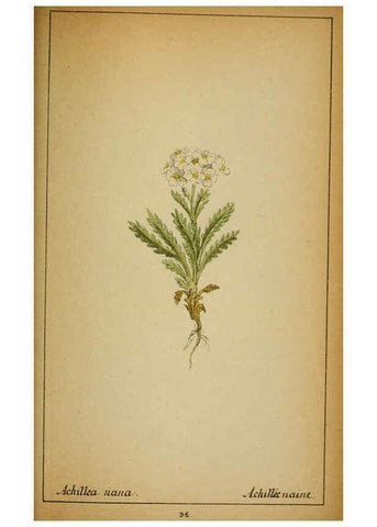 Reproducción/Reproduction 6032228368: Choix de plantes de l'Europe centrale et particulièrement de la Suisse et de la Savoie Genève,F. Richard,1878