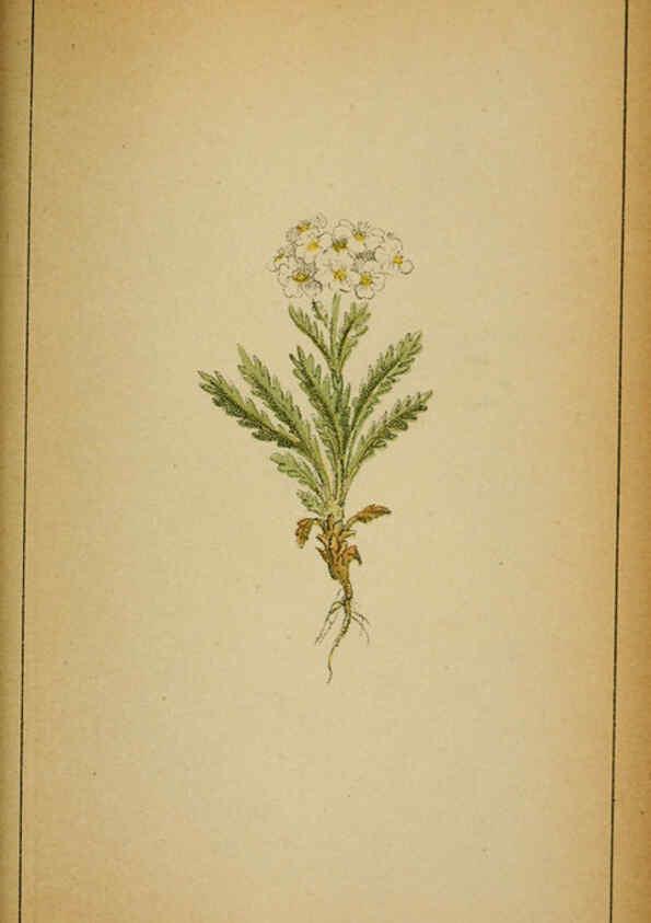 Reproducción/Reproduction 6032228368: Choix de plantes de l'Europe centrale et particulièrement de la Suisse et de la Savoie Genève,F. Richard,1878