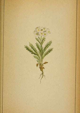 Reproducción/Reproduction 6032228368: Choix de plantes de l'Europe centrale et particulièrement de la Suisse et de la Savoie Genève,F. Richard,1878