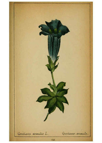 Reproducción/Reproduction 6031675985: Choix de plantes de l'Europe centrale et particulièrement de la Suisse et de la Savoie Genève,F. Richard,1878