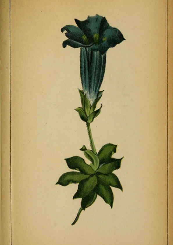 Reproducción/Reproduction 6031675985: Choix de plantes de l'Europe centrale et particulièrement de la Suisse et de la Savoie Genève,F. Richard,1878