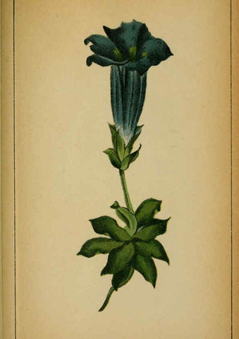 Reproducción/Reproduction 6031675985: Choix de plantes de l'Europe centrale et particulièrement de la Suisse et de la Savoie Genève,F. Richard,1878