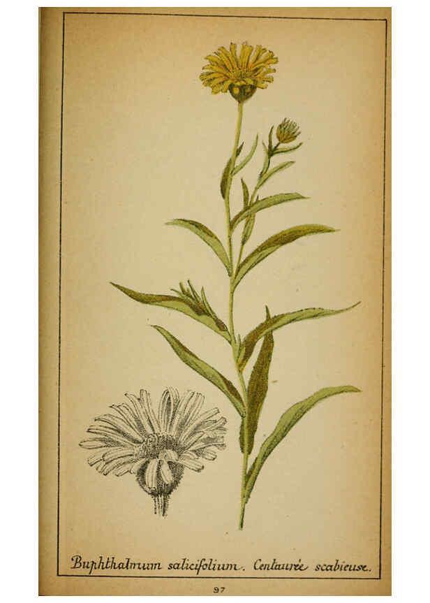 Reproducción/Reproduction 6031670121: Choix de plantes de l'Europe centrale et particulièrement de la Suisse et de la Savoie Genève,F. Richard,1878
