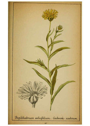 Reproducción/Reproduction 6031670121: Choix de plantes de l'Europe centrale et particulièrement de la Suisse et de la Savoie Genève,F. Richard,1878