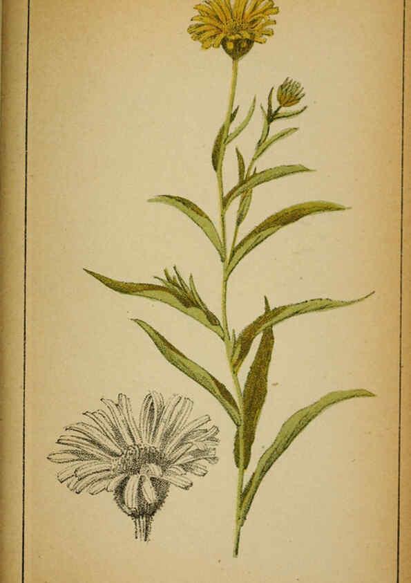 Reproducción/Reproduction 6031670121: Choix de plantes de l'Europe centrale et particulièrement de la Suisse et de la Savoie Genève,F. Richard,1878