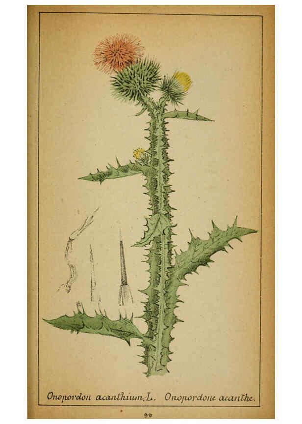Reproducción/Reproduction 6032229034: Choix de plantes de l'Europe centrale et particulièrement de la Suisse et de la Savoie Genève,F. Richard,1878