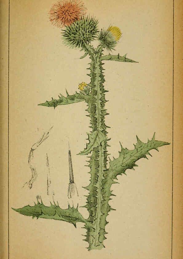 Reproducción/Reproduction 6032229034: Choix de plantes de l'Europe centrale et particulièrement de la Suisse et de la Savoie Genève,F. Richard,1878