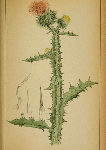 Reproducción/Reproduction 6032229034: Choix de plantes de l'Europe centrale et particulièrement de la Suisse et de la Savoie Genève,F. Richard,1878
