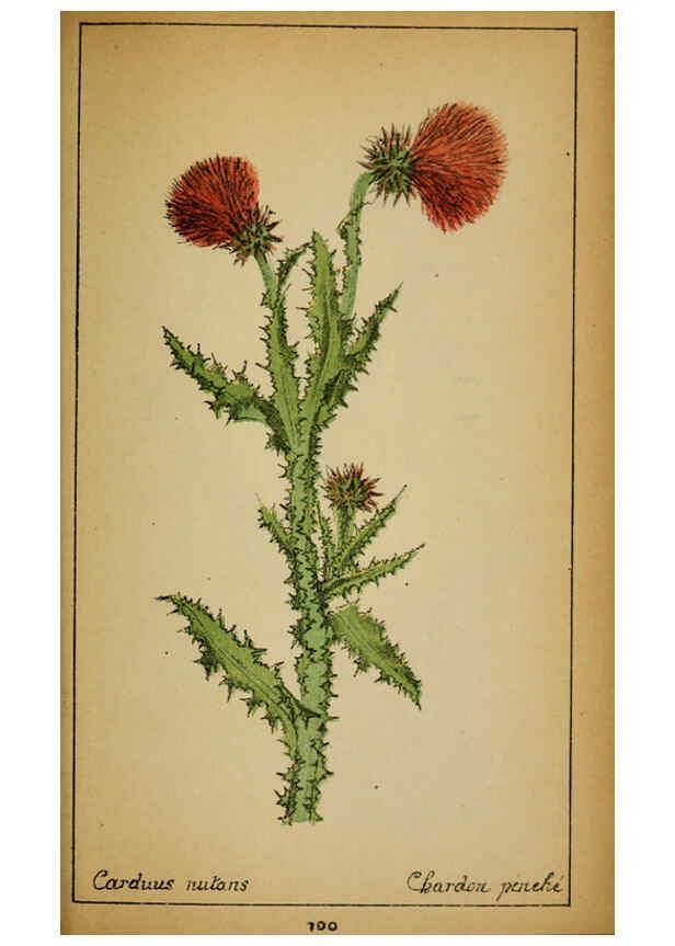 Reproducción/Reproduction 6032229216: Choix de plantes de l'Europe centrale et particulièrement de la Suisse et de la Savoie Genève,F. Richard,1878