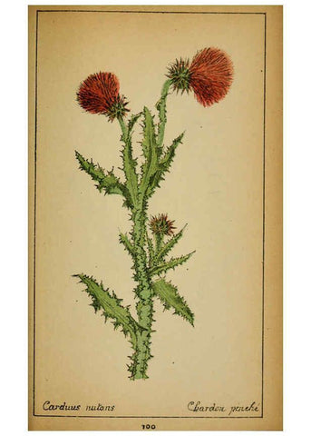 Reproducción/Reproduction 6032229216: Choix de plantes de l'Europe centrale et particulièrement de la Suisse et de la Savoie Genève,F. Richard,1878