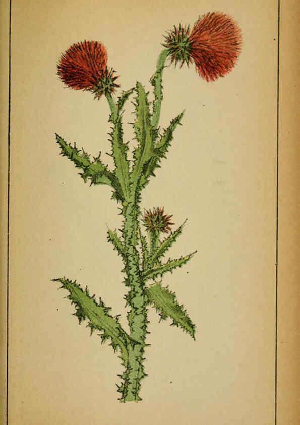 Reproducción/Reproduction 6032229216: Choix de plantes de l'Europe centrale et particulièrement de la Suisse et de la Savoie Genève,F. Richard,1878