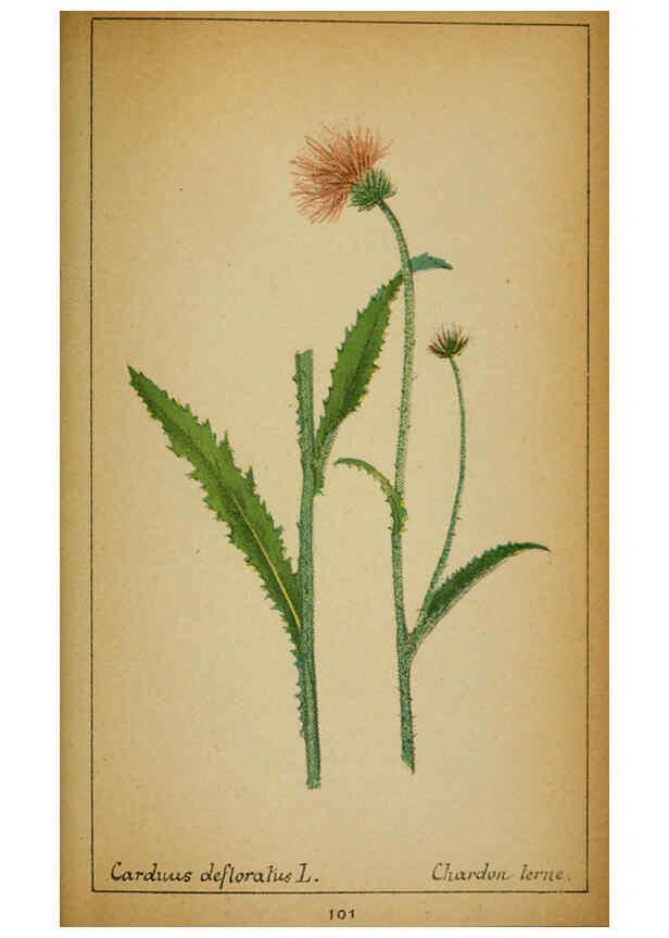 Reproducción/Reproduction 6031670873: Choix de plantes de l'Europe centrale et particulièrement de la Suisse et de la Savoie Genève,F. Richard,1878