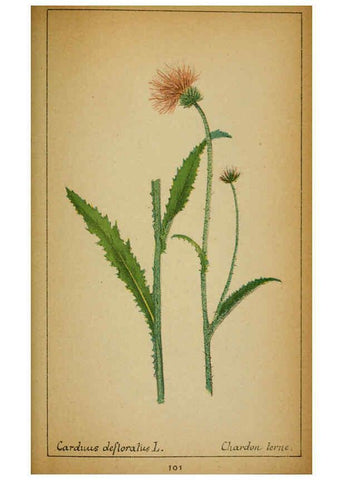 Reproducción/Reproduction 6031670873: Choix de plantes de l'Europe centrale et particulièrement de la Suisse et de la Savoie Genève,F. Richard,1878