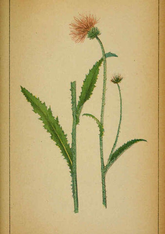 Reproducción/Reproduction 6031670873: Choix de plantes de l'Europe centrale et particulièrement de la Suisse et de la Savoie Genève,F. Richard,1878