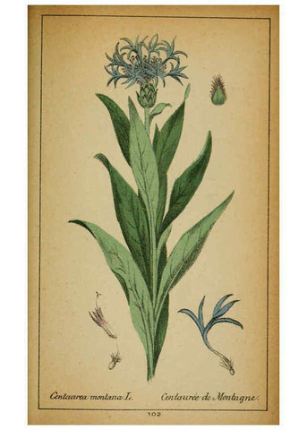 Reproducción/Reproduction 6031671097: Choix de plantes de l'Europe centrale et particulièrement de la Suisse et de la Savoie Genève,F. Richard,1878