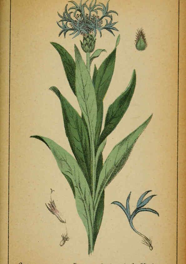 Reproducción/Reproduction 6031671097: Choix de plantes de l'Europe centrale et particulièrement de la Suisse et de la Savoie Genève,F. Richard,1878