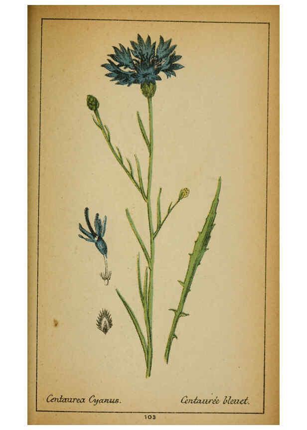 Reproducción/Reproduction 6032229720: Choix de plantes de l'Europe centrale et particulièrement de la Suisse et de la Savoie Genève,F. Richard,1878