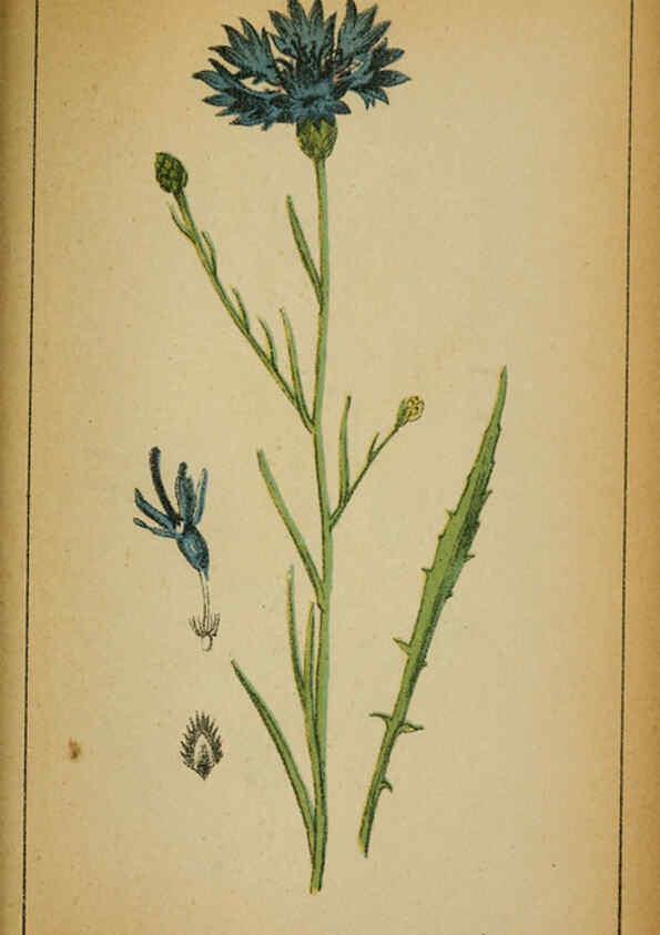 Reproducción/Reproduction 6032229720: Choix de plantes de l'Europe centrale et particulièrement de la Suisse et de la Savoie Genève,F. Richard,1878