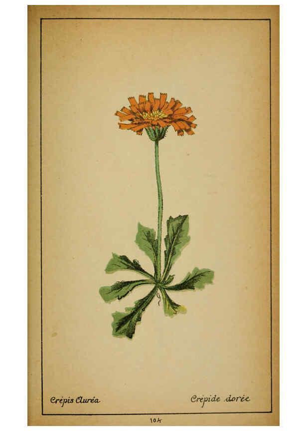 Reproducción/Reproduction 6031671441: Choix de plantes de l'Europe centrale et particulièrement de la Suisse et de la Savoie Genève,F. Richard,1878