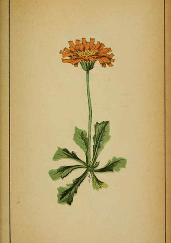 Reproducción/Reproduction 6031671441: Choix de plantes de l'Europe centrale et particulièrement de la Suisse et de la Savoie Genève,F. Richard,1878