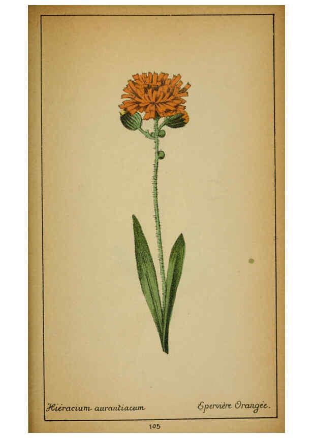 Reproducción/Reproduction 6032230052: Choix de plantes de l'Europe centrale et particulièrement de la Suisse et de la Savoie Genève,F. Richard,1878