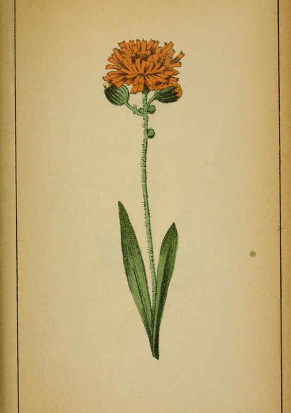 Reproducción/Reproduction 6032230052: Choix de plantes de l'Europe centrale et particulièrement de la Suisse et de la Savoie Genève,F. Richard,1878