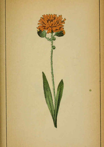 Reproducción/Reproduction 6032230052: Choix de plantes de l'Europe centrale et particulièrement de la Suisse et de la Savoie Genève,F. Richard,1878