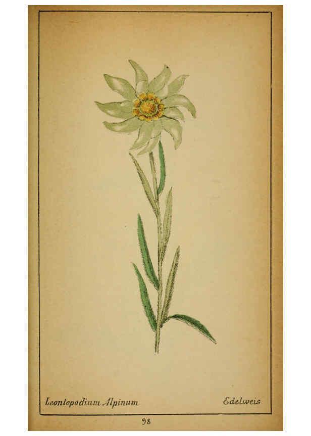 Reproducción/Reproduction 6031670269: Choix de plantes de l'Europe centrale et particulièrement de la Suisse et de la Savoie Genève,F. Richard,1878