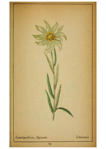 Reproducción/Reproduction 6031670269: Choix de plantes de l'Europe centrale et particulièrement de la Suisse et de la Savoie Genève,F. Richard,1878