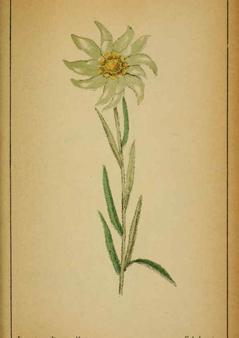 Reproducción/Reproduction 6031670269: Choix de plantes de l'Europe centrale et particulièrement de la Suisse et de la Savoie Genève,F. Richard,1878