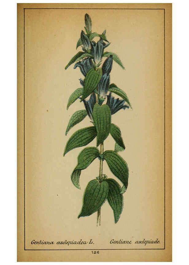 Reproducción/Reproduction 6032234602: Choix de plantes de l'Europe centrale et particulièrement de la Suisse et de la Savoie Genève,F. Richard,1878