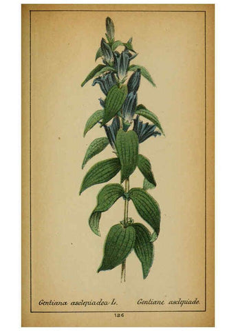 Reproducción/Reproduction 6032234602: Choix de plantes de l'Europe centrale et particulièrement de la Suisse et de la Savoie Genève,F. Richard,1878