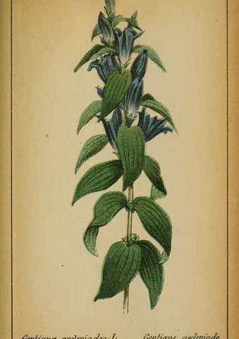 Reproducción/Reproduction 6032234602: Choix de plantes de l'Europe centrale et particulièrement de la Suisse et de la Savoie Genève,F. Richard,1878