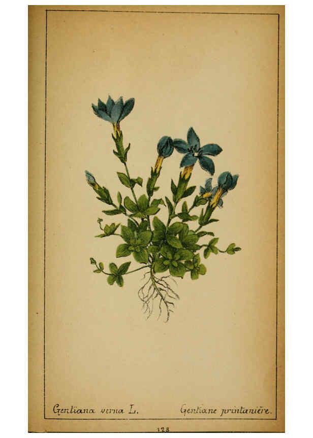 Reproducción/Reproduction 6032235078: Choix de plantes de l'Europe centrale et particulièrement de la Suisse et de la Savoie Genève,F. Richard,1878