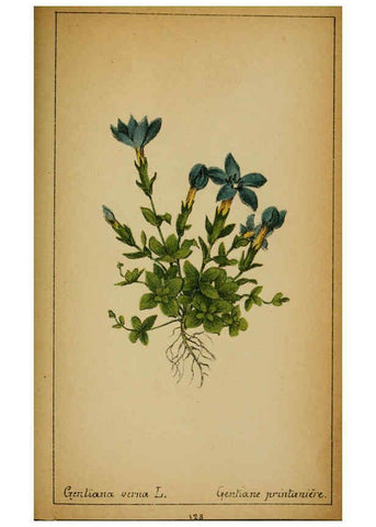 Reproducción/Reproduction 6032235078: Choix de plantes de l'Europe centrale et particulièrement de la Suisse et de la Savoie Genève,F. Richard,1878
