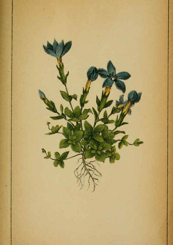 Reproducción/Reproduction 6032235078: Choix de plantes de l'Europe centrale et particulièrement de la Suisse et de la Savoie Genève,F. Richard,1878