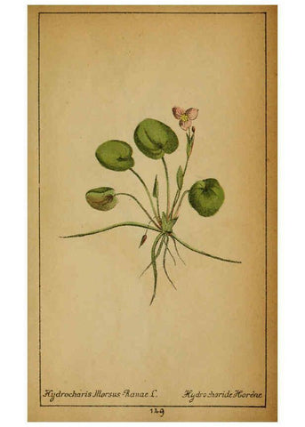 Reproducción/Reproduction 6032239486: Choix de plantes de l'Europe centrale et particulièrement de la Suisse et de la Savoie Genève,F. Richard,1878