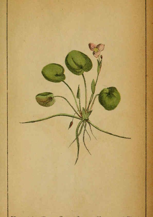 Reproducción/Reproduction 6032239486: Choix de plantes de l'Europe centrale et particulièrement de la Suisse et de la Savoie Genève,F. Richard,1878