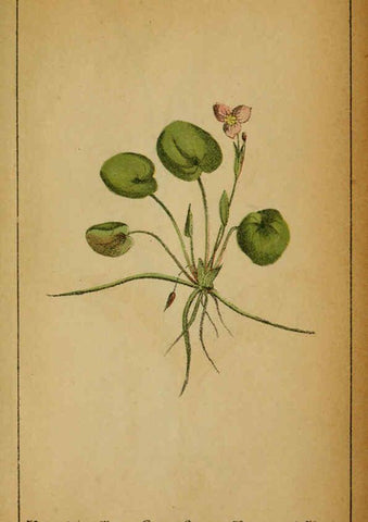 Reproducción/Reproduction 6032239486: Choix de plantes de l'Europe centrale et particulièrement de la Suisse et de la Savoie Genève,F. Richard,1878